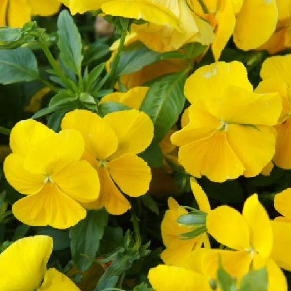 Image Of Viola ColorMax Clear Yellow