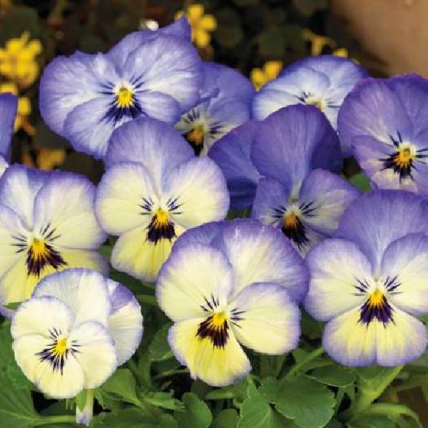 Image Of Viola ColorMax Icy Blue