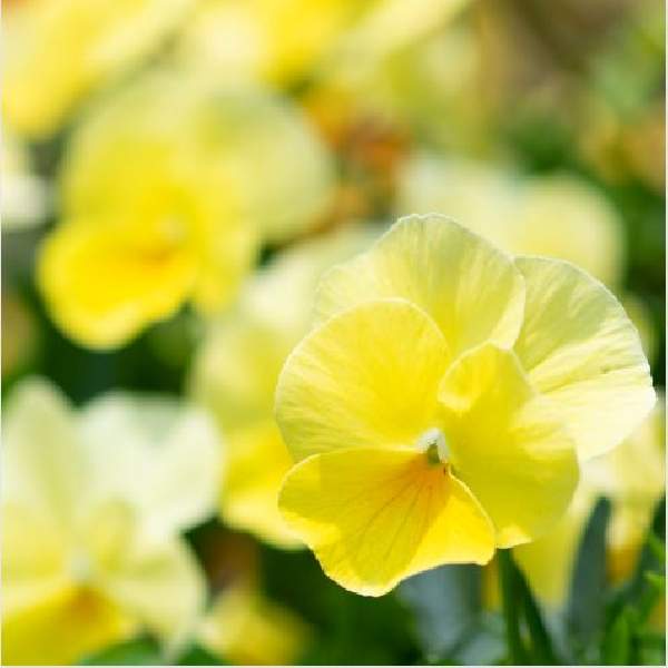 Image Of Viola ColorMax Lemon Splash