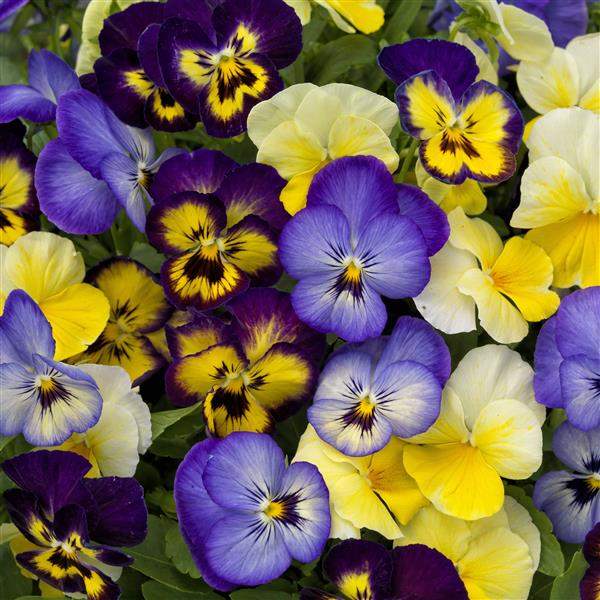 Image Of Viola ColorMax Lemonberry Pie Mix