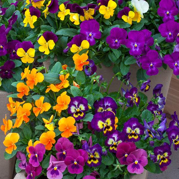 viola-colormax-mix-viola-1665504658.jpg
