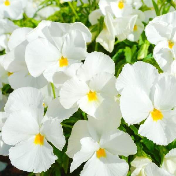 viola-colormax-popcorn-viola-1665505868.jpg