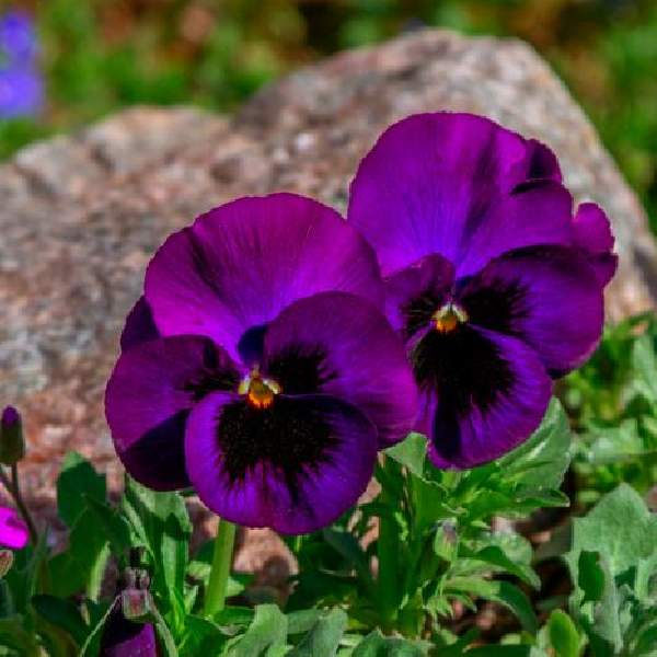 Image Of Viola ColorMax Purple Glow
