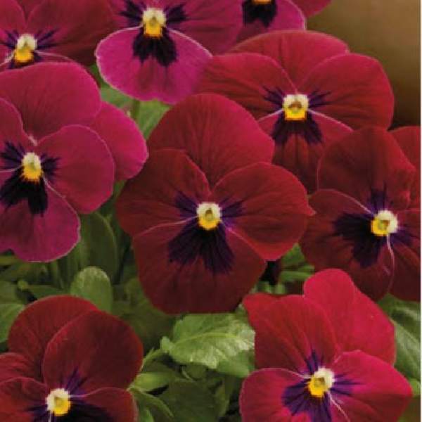 Wholesale Viola Colormax Rose Blotch Rooted Plugs And Liners