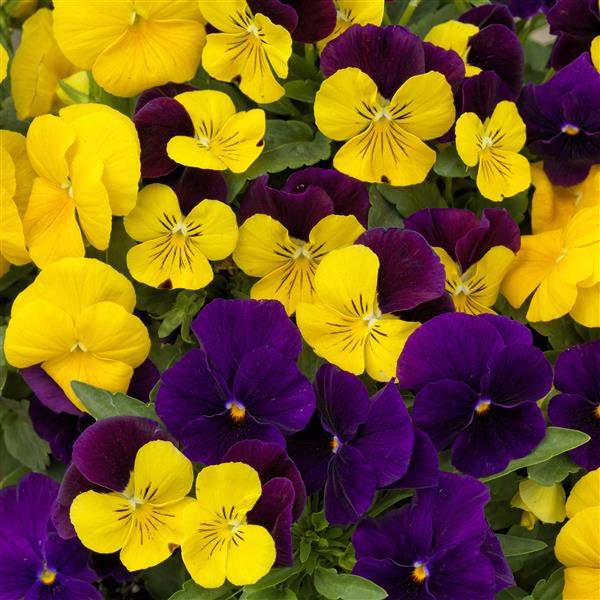 Image Of Viola ColorMax Royal Mix