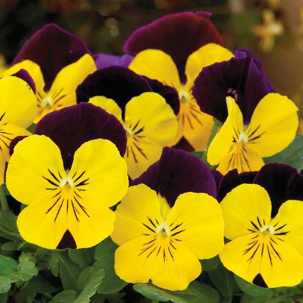 Image Of Viola ColorMax Yellow Jump Up