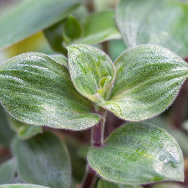 Tradescantia