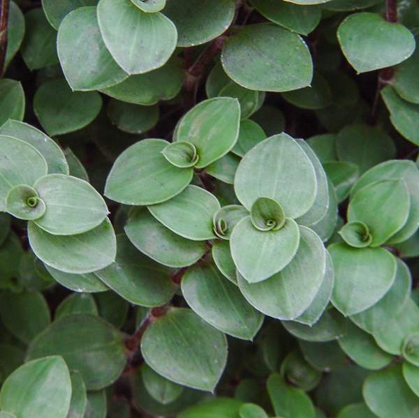 TRADESCANTIA BOLIVIAN