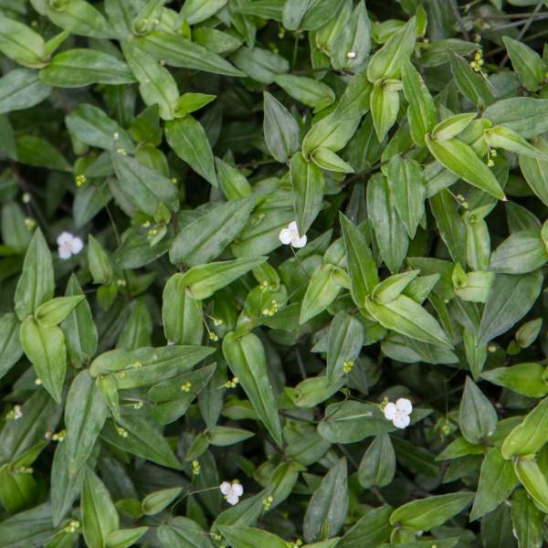 TRADESCANTIA BRIDAL VEIL