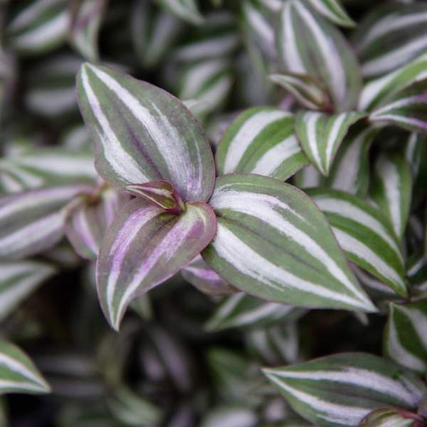 TRADESCANTIA BURGUNDY