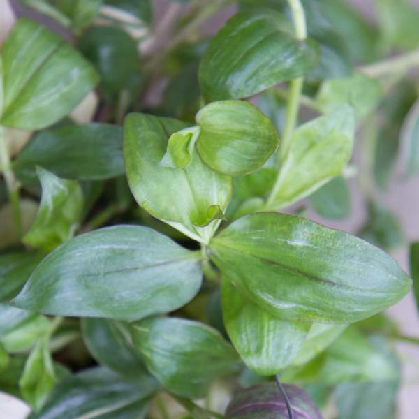 TRADESCANTIA GREEN SILVER