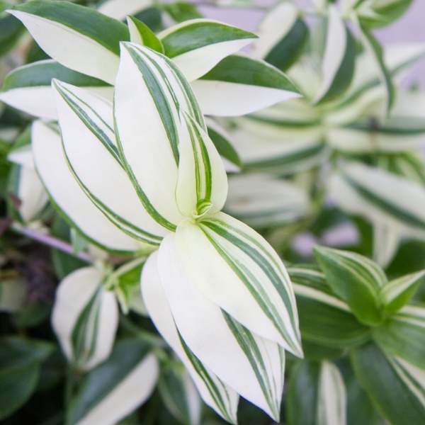 TRADESCANTIA GREEN YELLOW