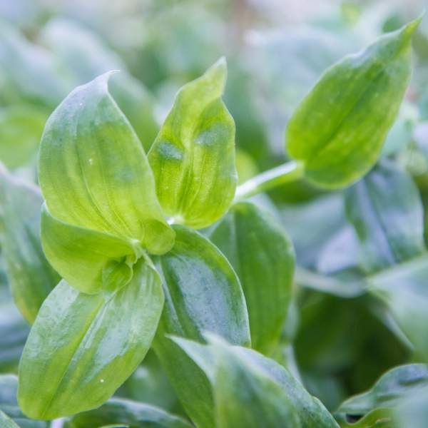 TRADESCANTIA GREEN