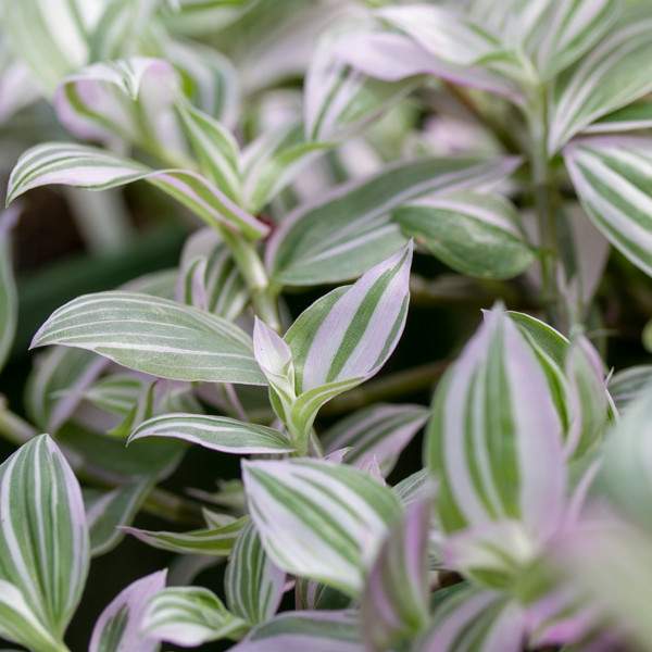 TRADESCANTIA LAVENDER