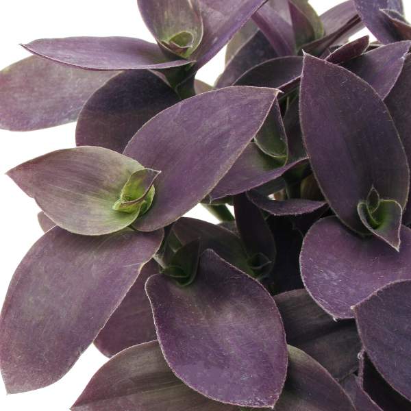 TRADESCANTIA PURPLE FUZZY