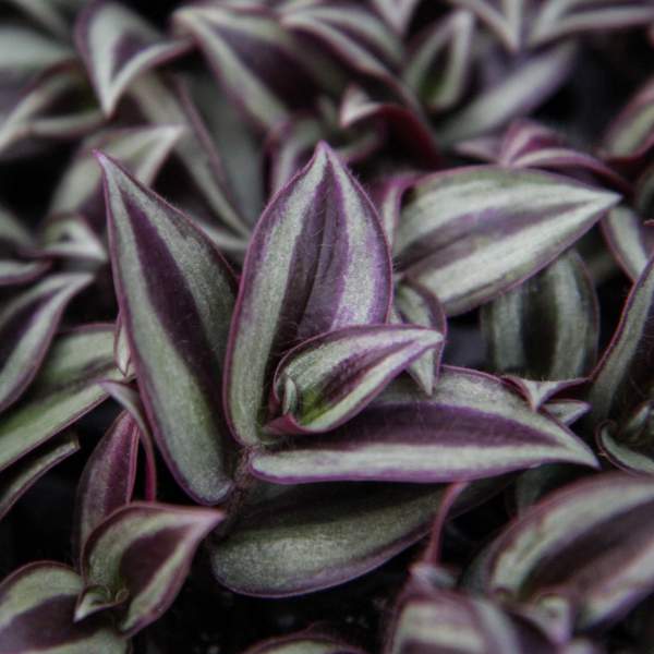 TRADESCANTIA PURPLE