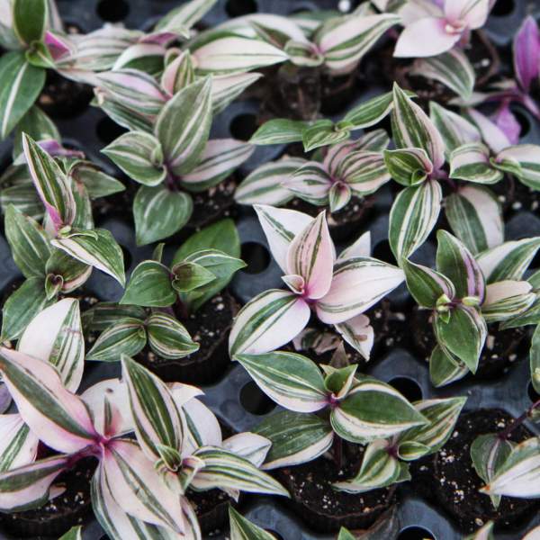TRADESCANTIA RAINBOW