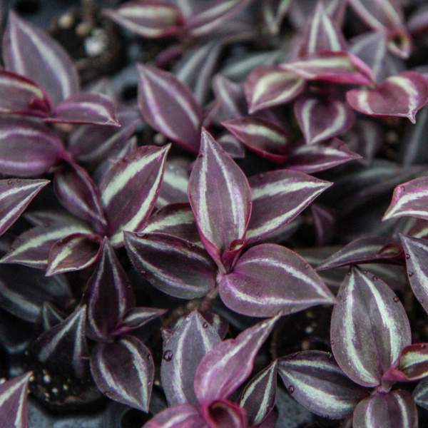 TRADESCANTIA RED