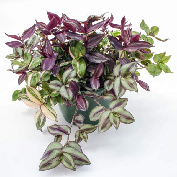 TRADESCANTIA COMBO RHAPSODY