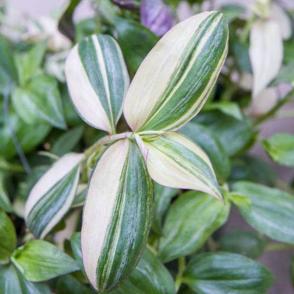 TRADESCANTIA TRICOLOR