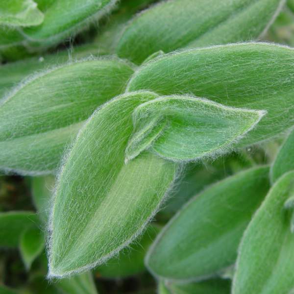 TRADESCANTIA WHITE FUZZY