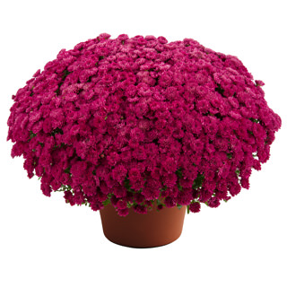 yoder-garden-mum-adriana-purple.jpg