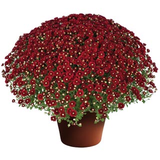 yoder-garden-mum-aideen-red-fire.jpg
