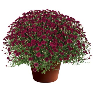 yoder-garden-mum-arlette-purple.jpg