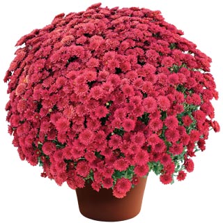 yoder-garden-mum-ashley-red.jpg
