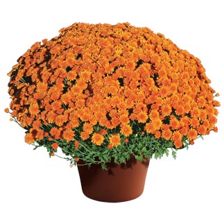 yoder-garden-mum-aubrey-orange.jpg