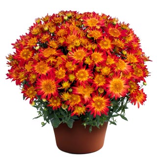 yoder-garden-mum-autumn-sunset.jpg