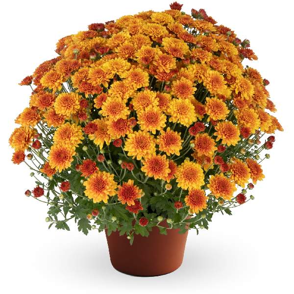yoder-garden-mum-beatrice-orange-garden-mums-1681588936.jpg