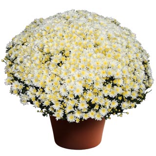 yoder-garden-mum-bertha-white.jpg
