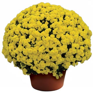 yoder-garden-mum-bethany-yellow.jpg