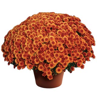 yoder-garden-mum-beverly-bronze.jpg