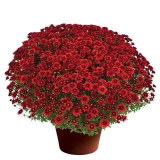 yoder-garden-mum-beverly-dark-bronze.jpg