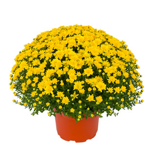 yoder-garden-mum-beverly-gold.jpg