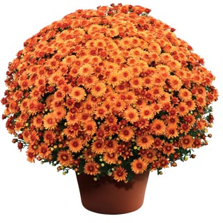 yoder-garden-mum-beverly-orange.jpg