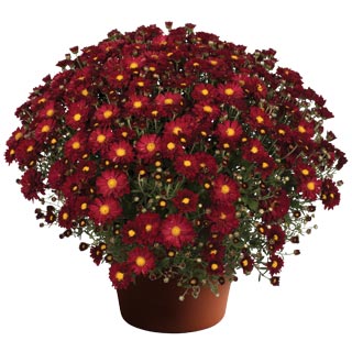 yoder-garden-mum-bonnie-red.jpg