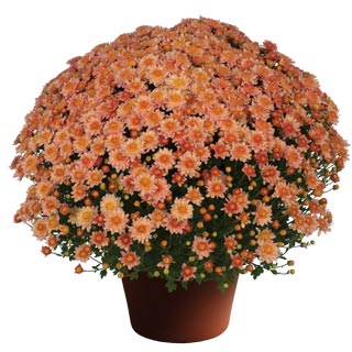 yoder-garden-mum-chelsey-coral.jpg