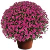 yoder-garden-mum-chelsey-pink.jpg