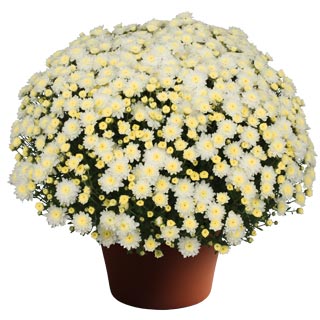 yoder-garden-mum-chelsey-white.jpg