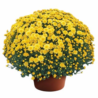 yoder-garden-mum-chelsey-yellow.jpg