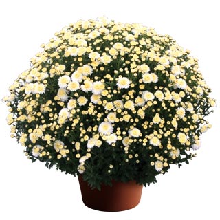 yoder-garden-mum-cheryl-frosty-white.jpg