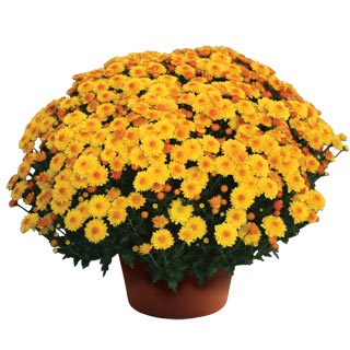 yoder-garden-mum-cheryl-golden.jpg