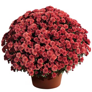 yoder-garden-mum-cheryl-jolly-red.jpg