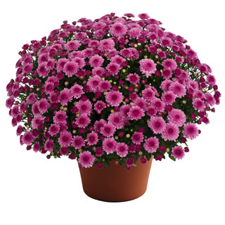 yoder-garden-mum-cheryl-pink-imp.jpg