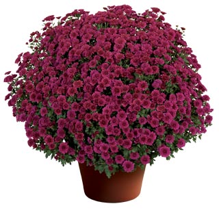 yoder-garden-mum-cheryl-regal-purple.jpg