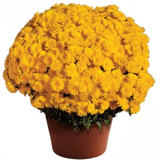 yoder-garden-mum-cheryl-sparkling-yellow.jpg
