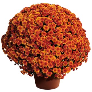 yoder-garden-mum-cheryl-spicy-orange.jpg